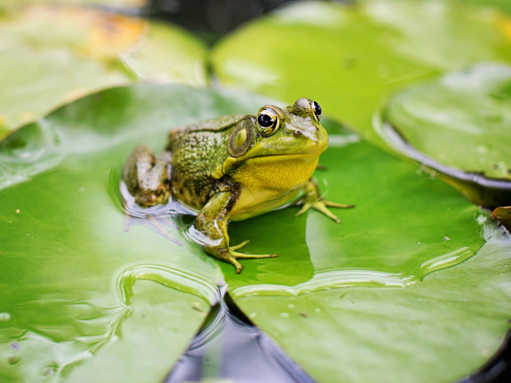 Photogenic Frog Contest image